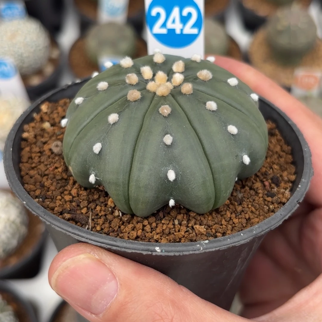 242实生海星兜带盆带土发货