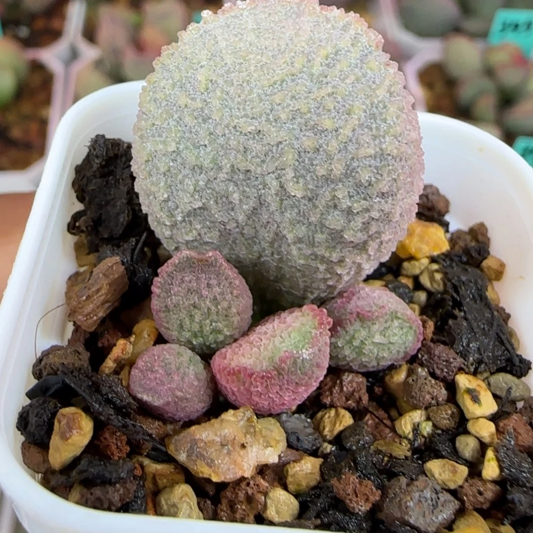 实生粉紫色冰晶，叶插，四方盆带盆发