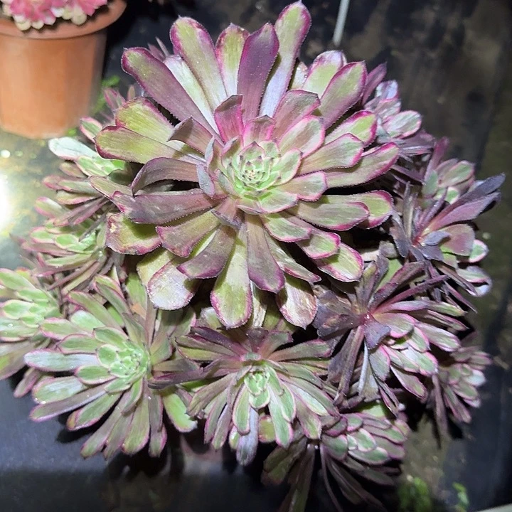 精品紫霞仙子老桩亏本福利31辆