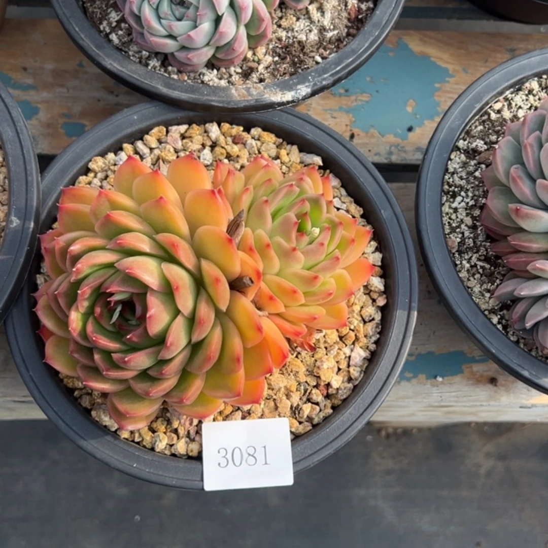 小*3081多肉多多多多多