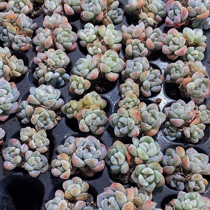 三头小冰玉1.99带土发