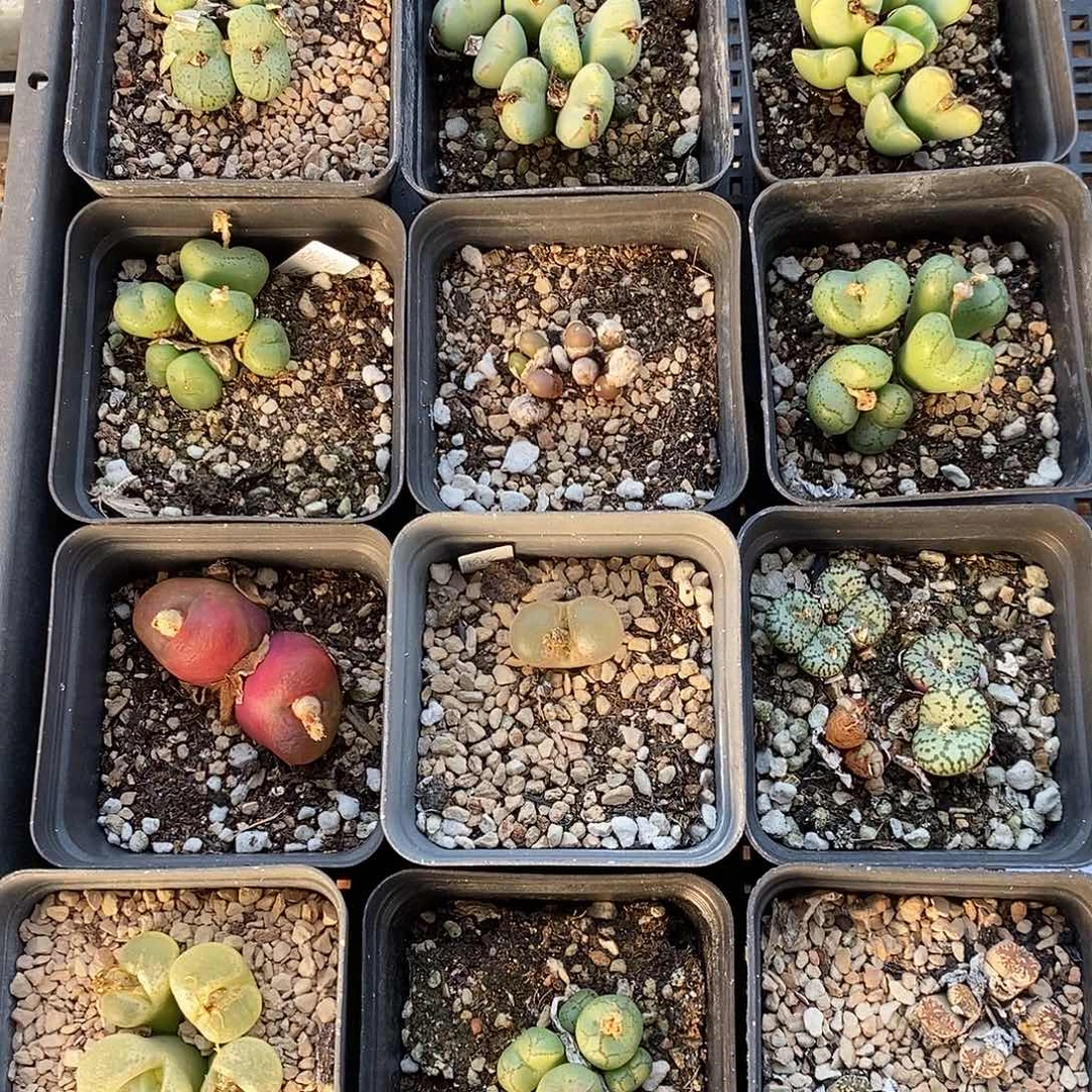 1123组合福利一组。