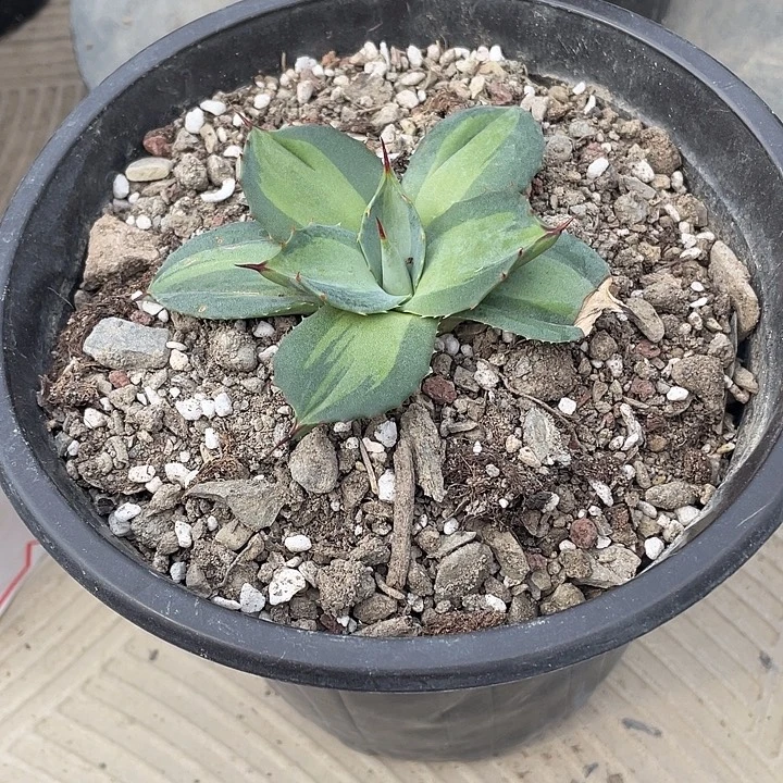 小***球无花朵龙舌兰绿色植物