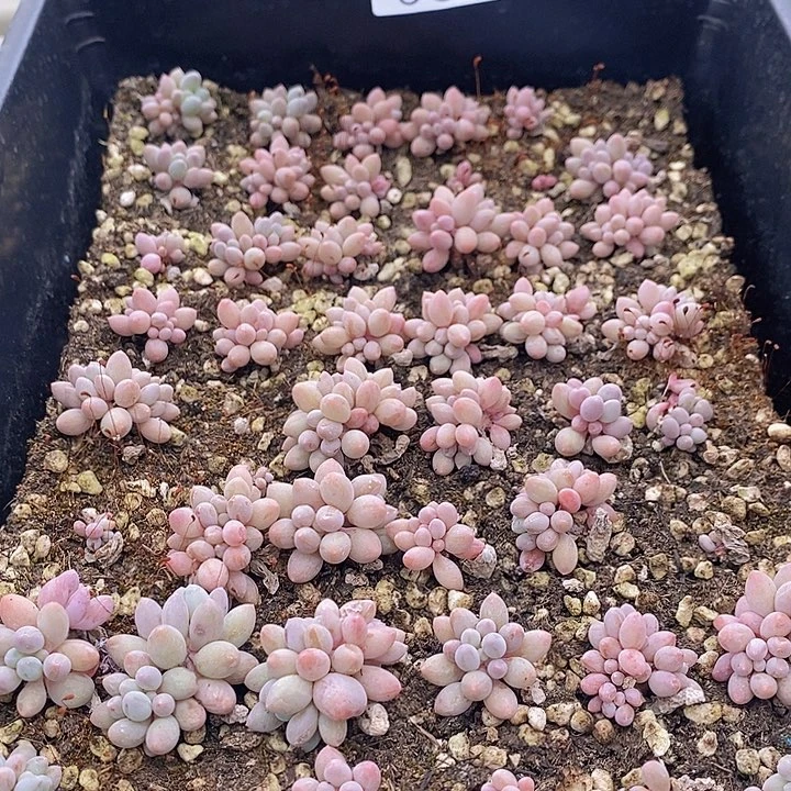 68 多肉植物盆栽花卉植物