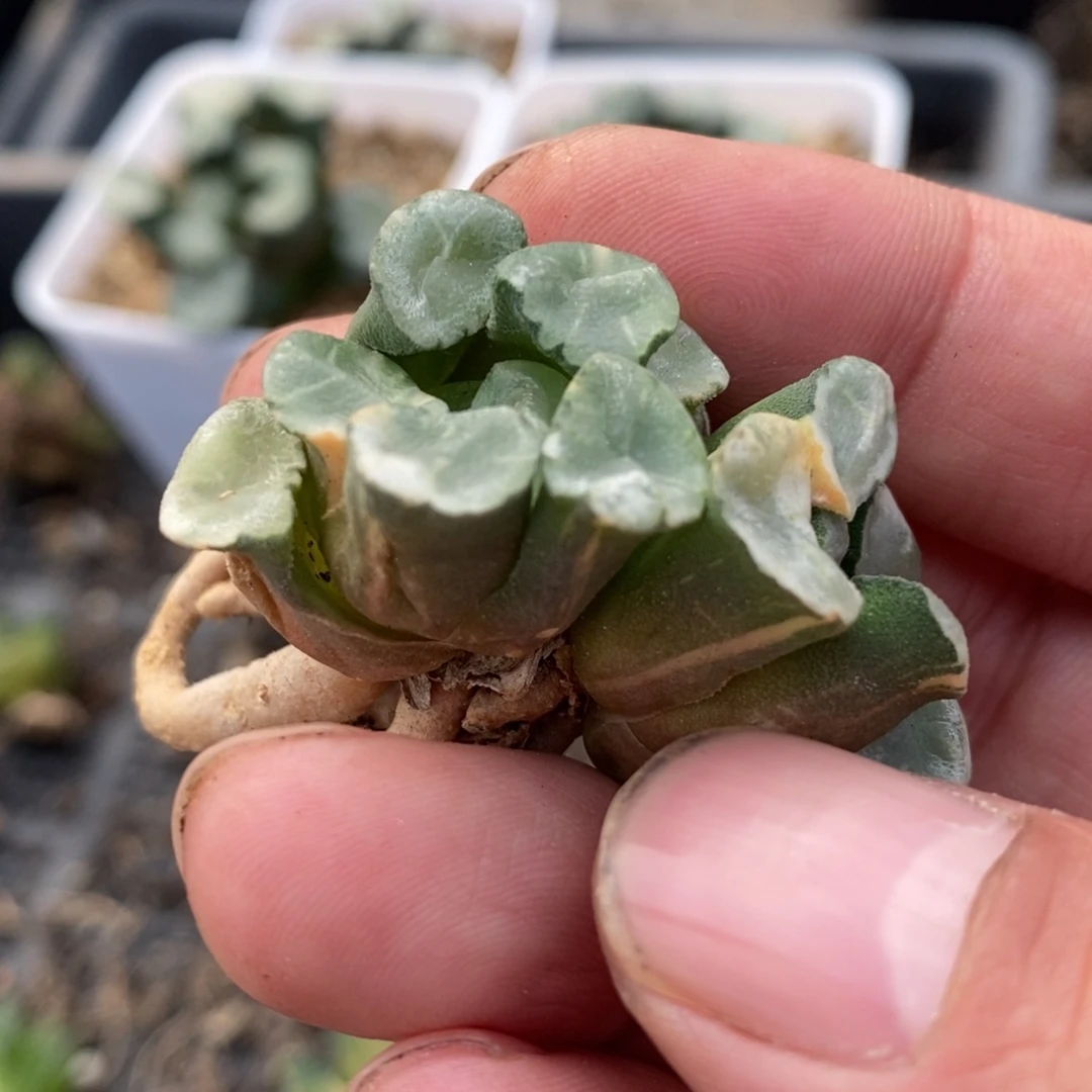 一颗实生万象锦。