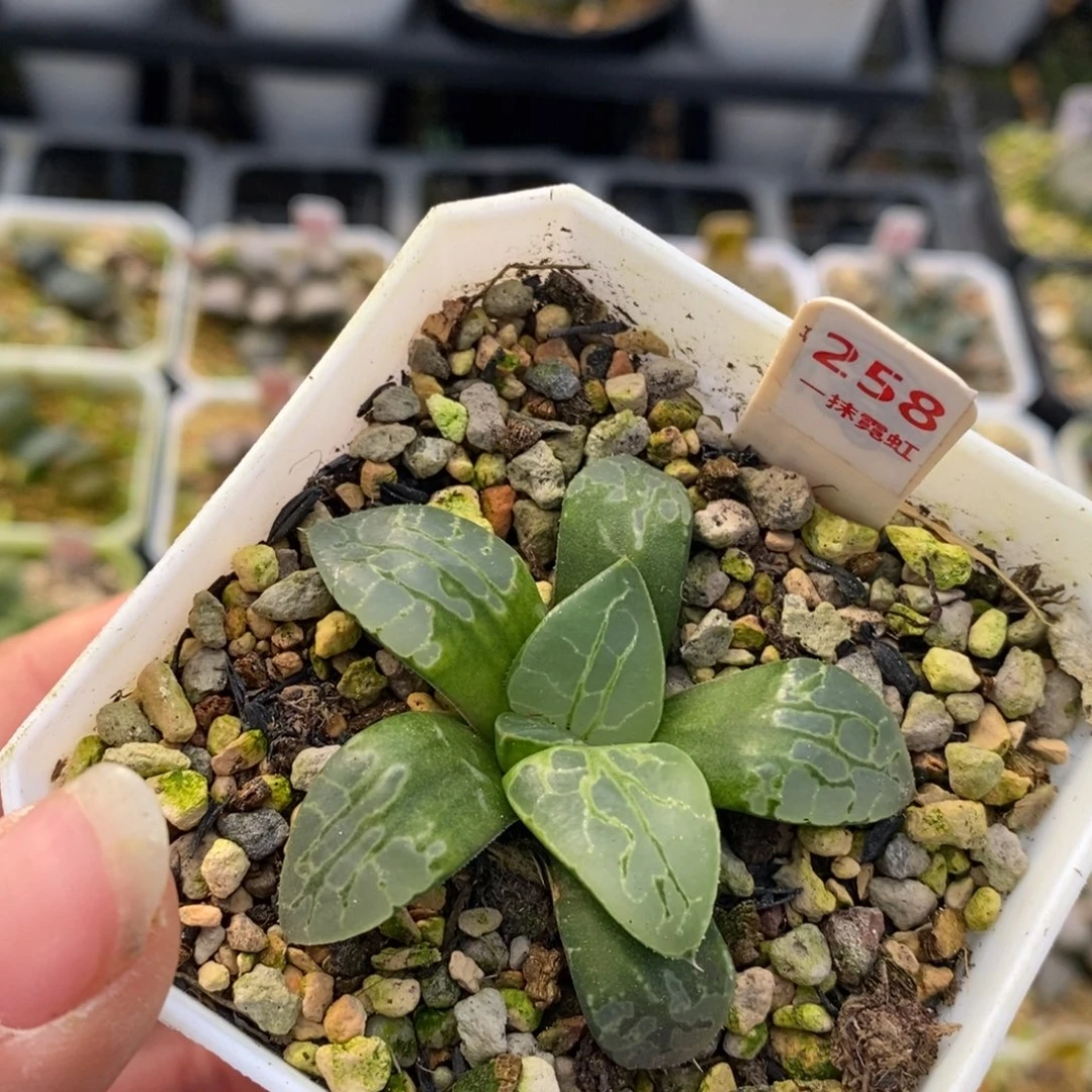 258生生不息十二卷多肉植物