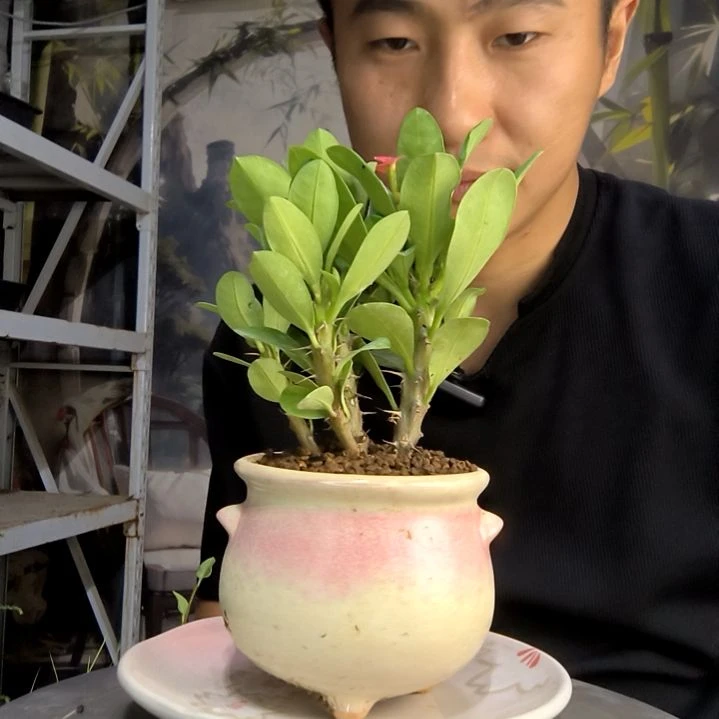 甜*娘中青园艺一物一拍109