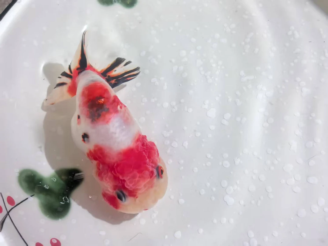 直播改价链接没有氧气过滤设备新手完美主义者勿拍收货拍开箱视频