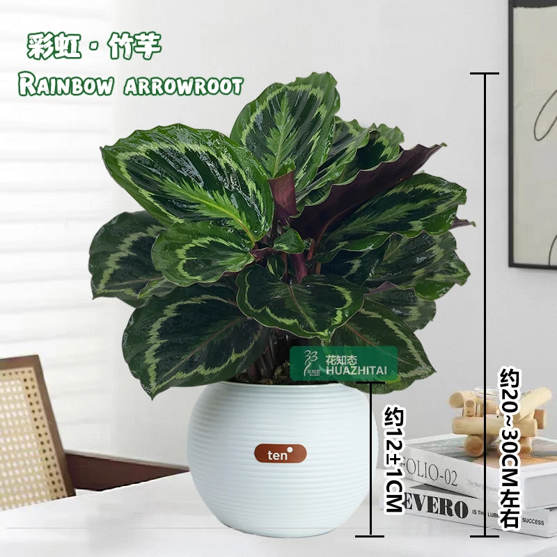 【彩虹竹芋】室内好养护办公桌面绿植观叶美观鲜活懒人植物20-30cm