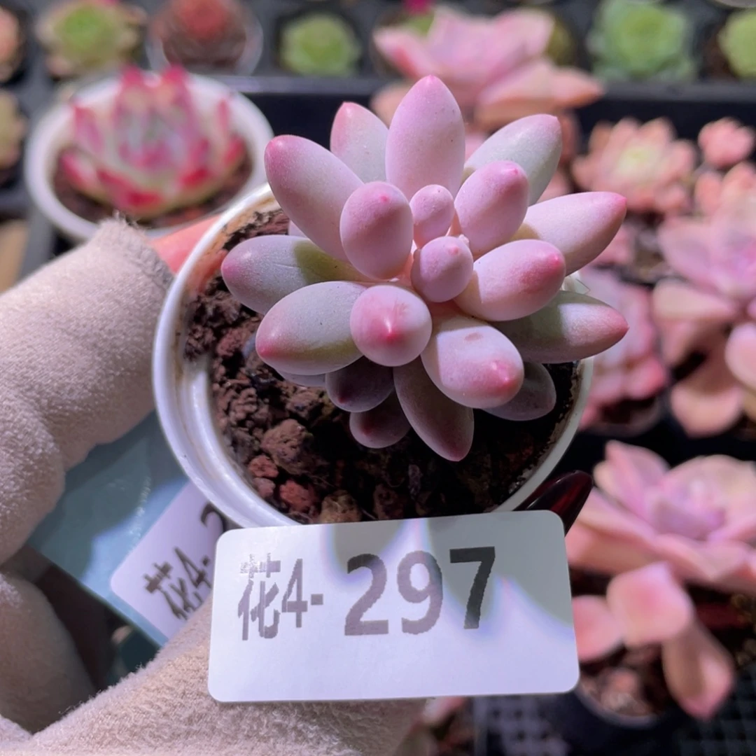 花利美 4-297婴儿手指