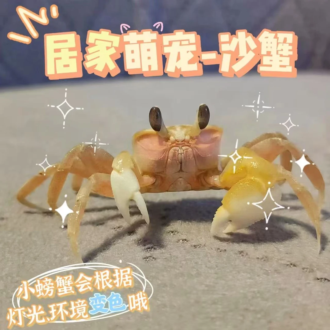大眼萌中华沙蟹活体可爱宠物易养活适合懒人桌面饲养