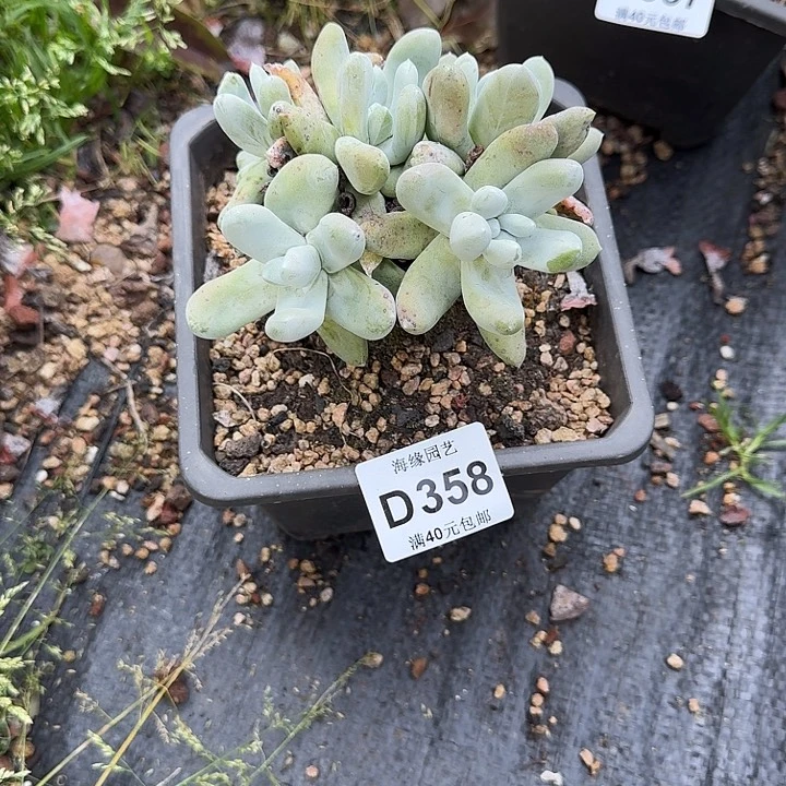 拾*拇指仙女杯多肉植物