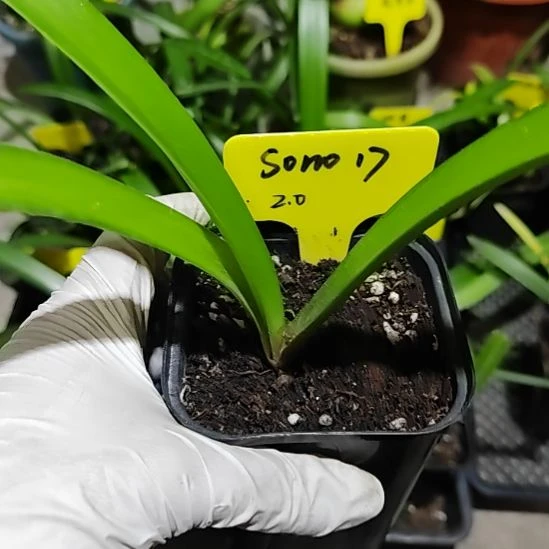 s0n017主球2.2包对版，不包养护