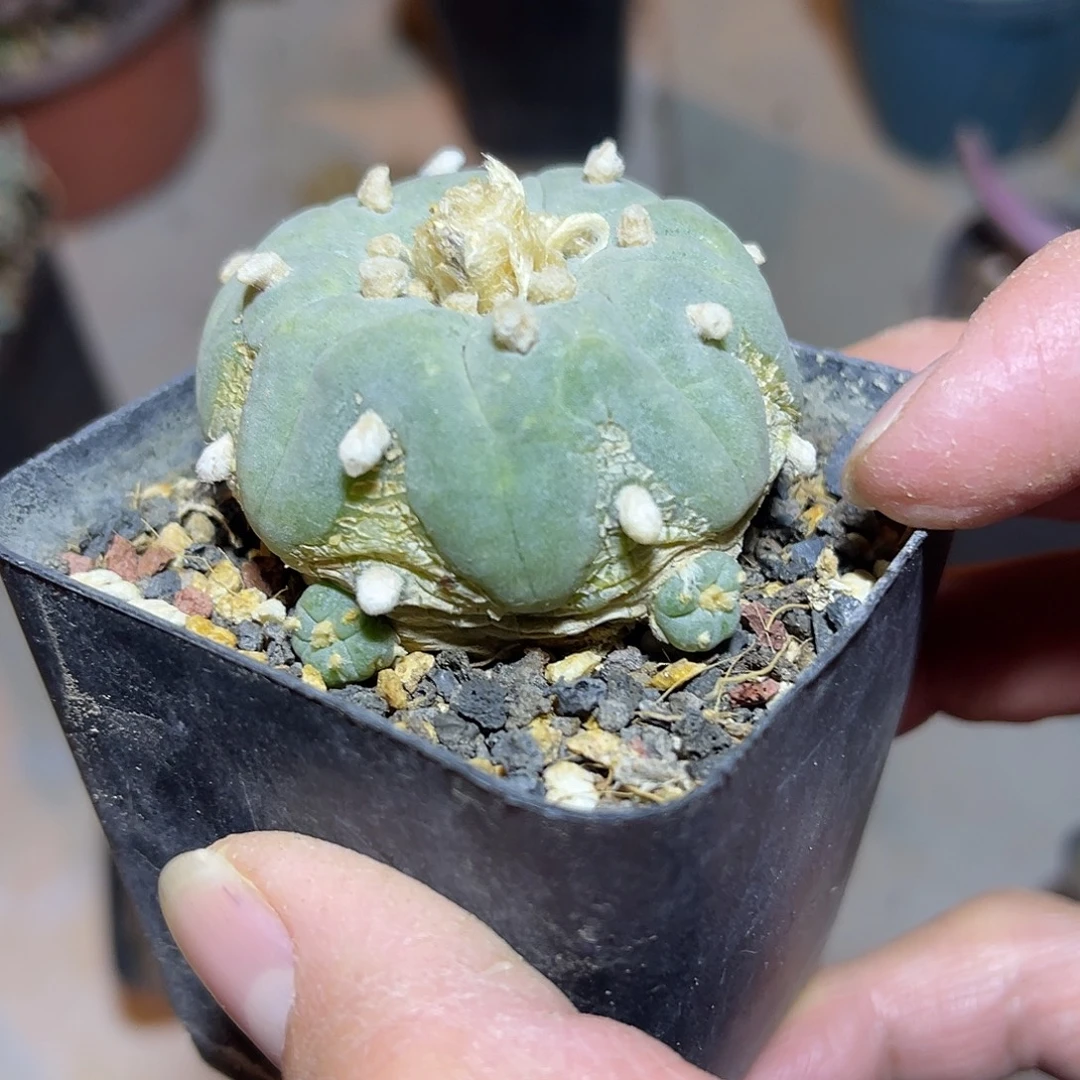 日系银鱼带小崽下单包邮