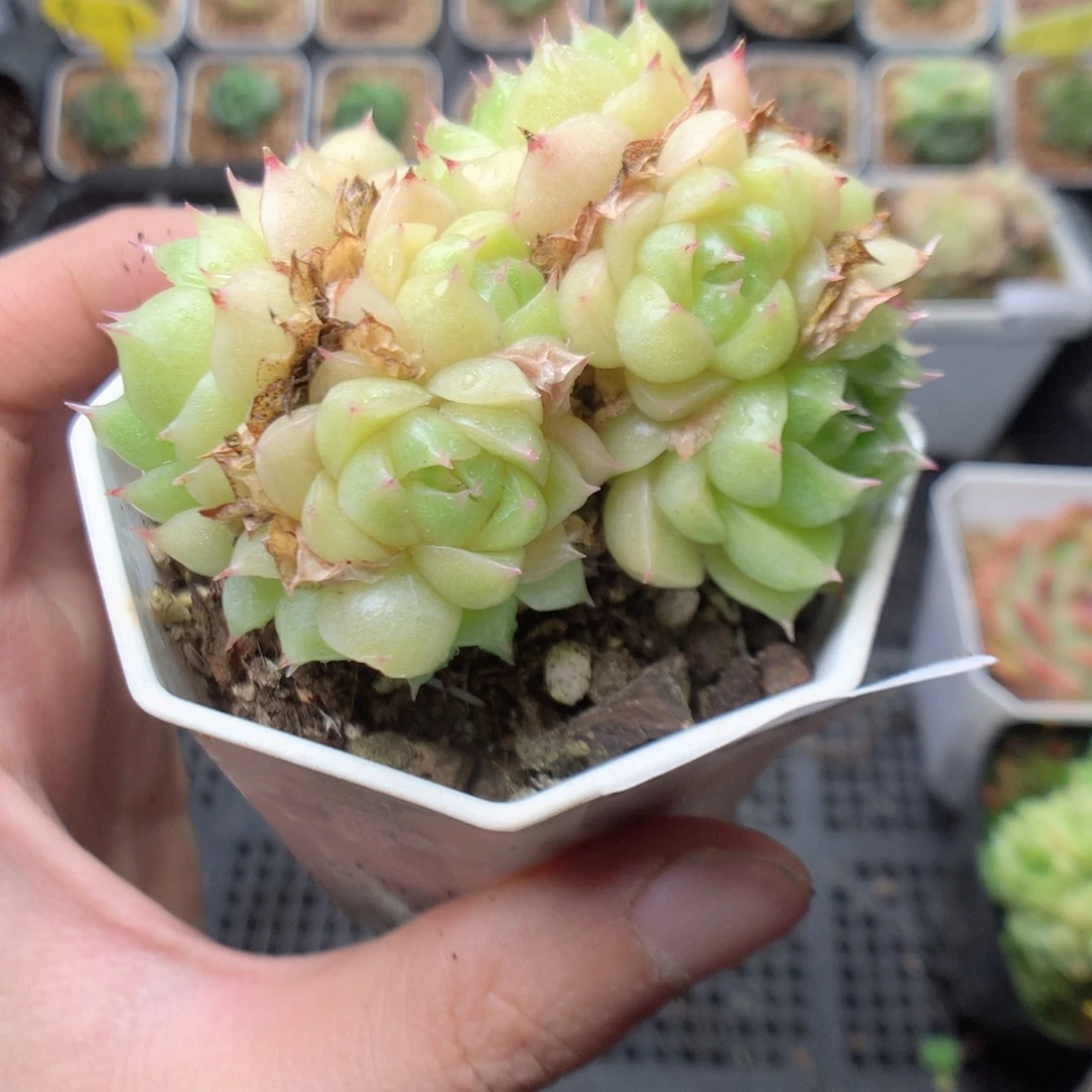 无花朵K112英语要天天天天天天天天