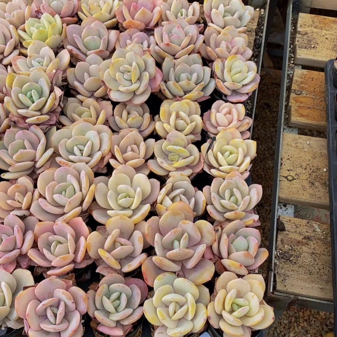 哈*225多肉植物保护研究所所长助理