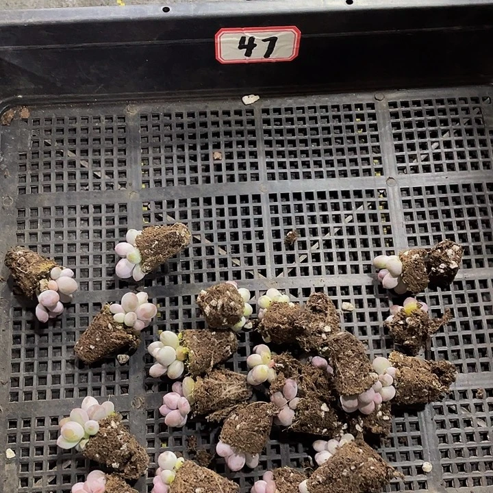 *****47号筐带盆土发货