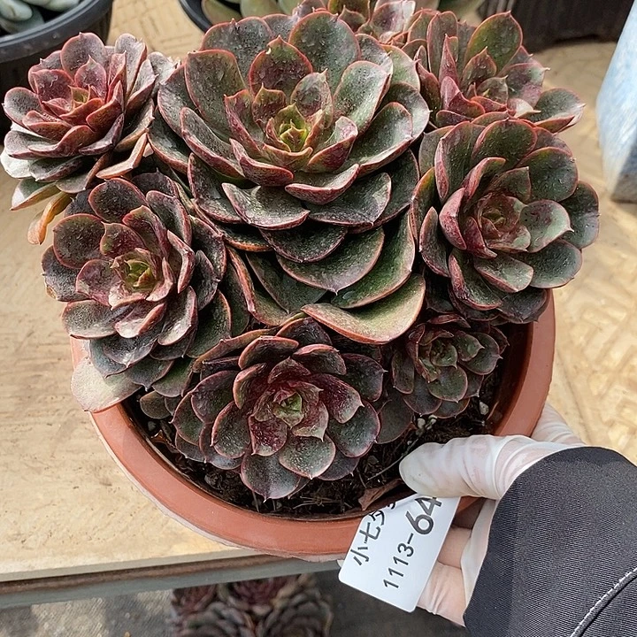 用***5小七夕多肉克劳斯64