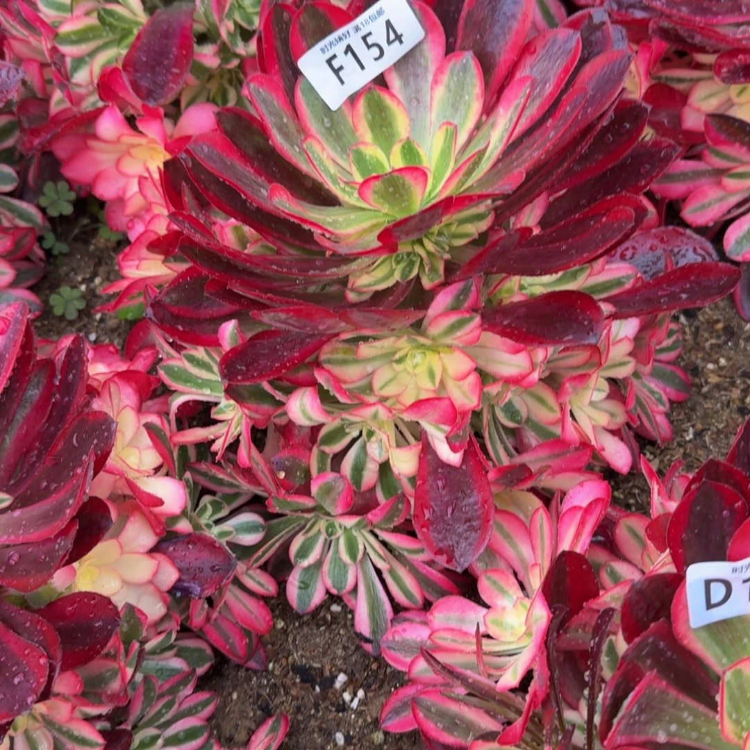 154美杜莎。多肉植物