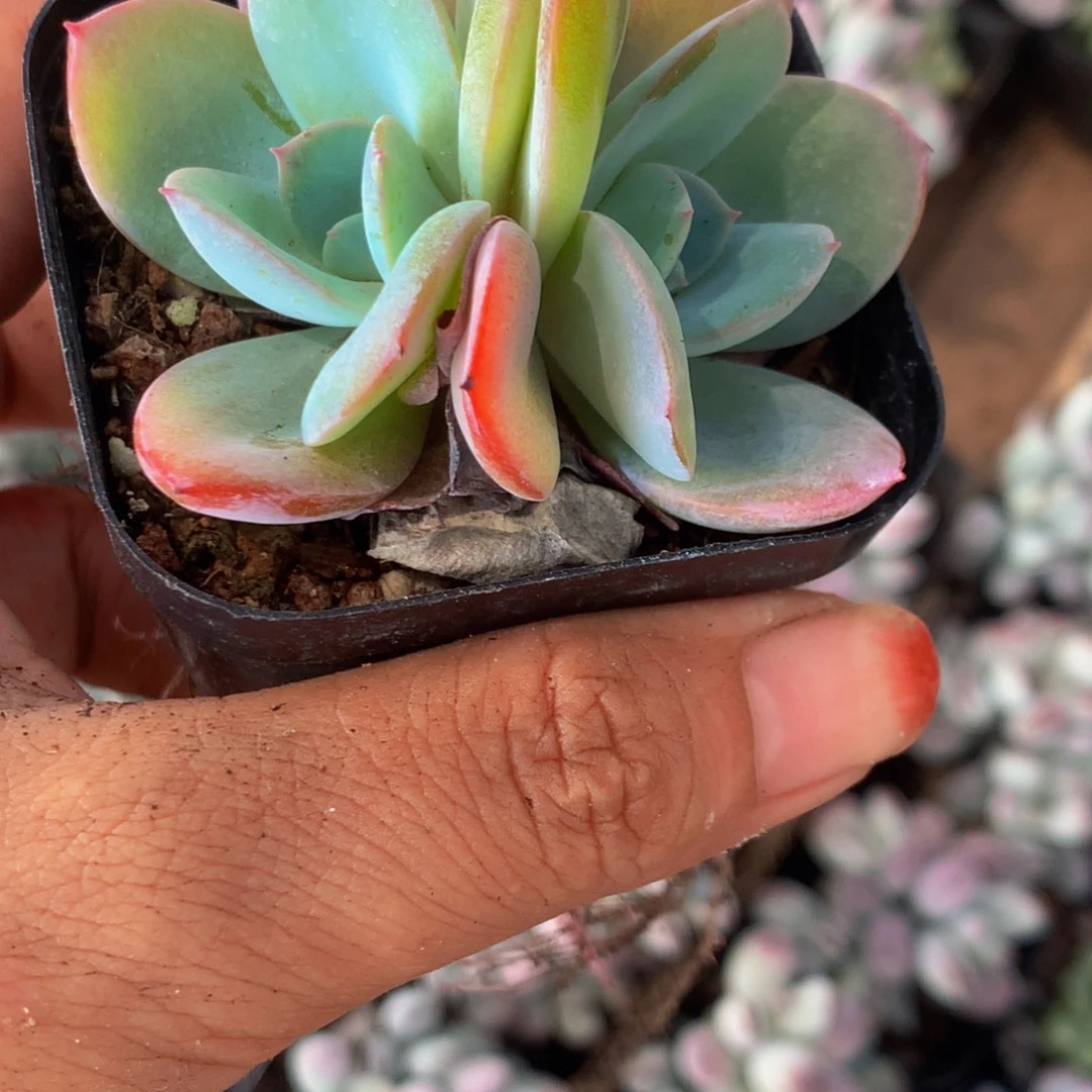 布鲁兰双头  （满9.99包邮不满9.99发叶子）