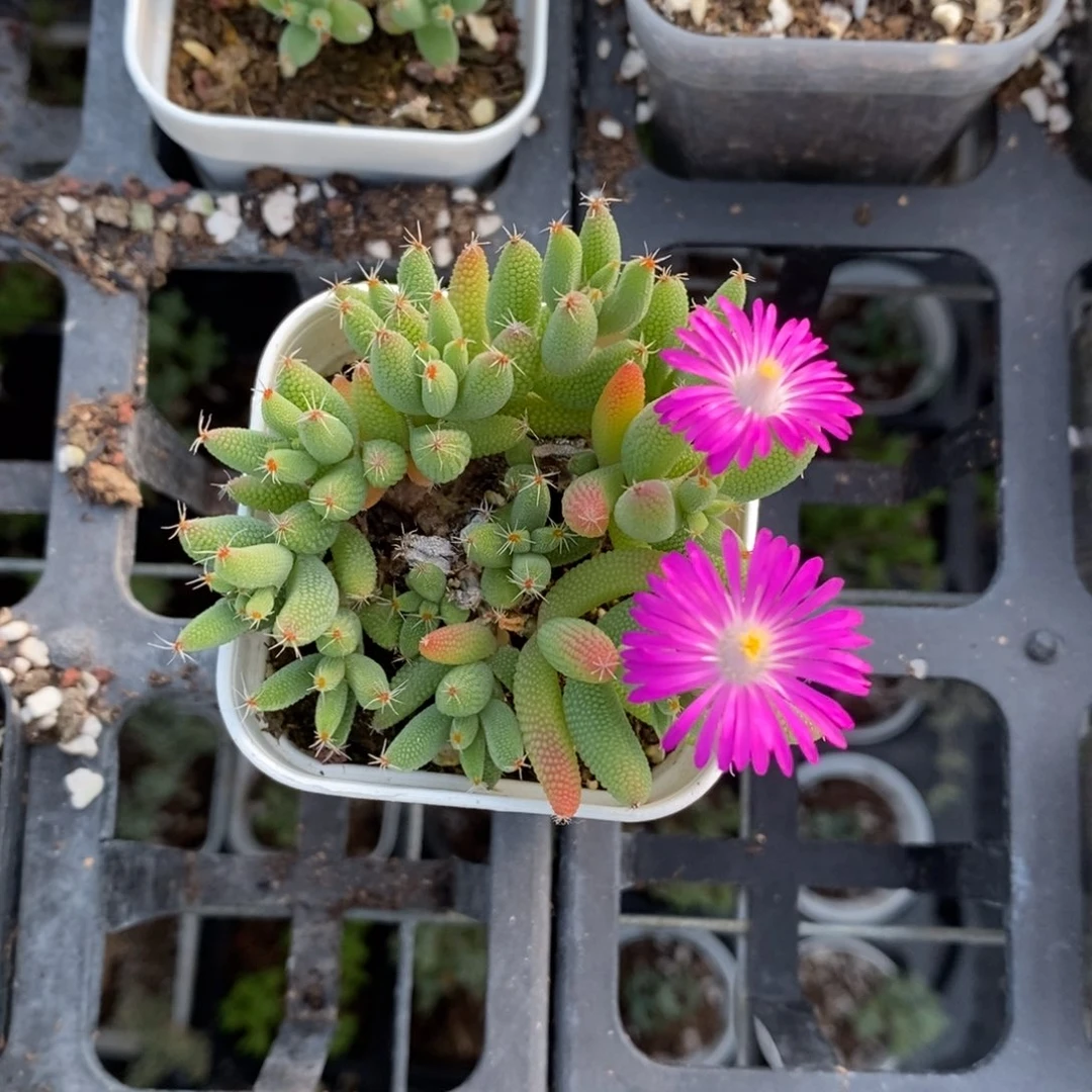 167号实生玉米枝干