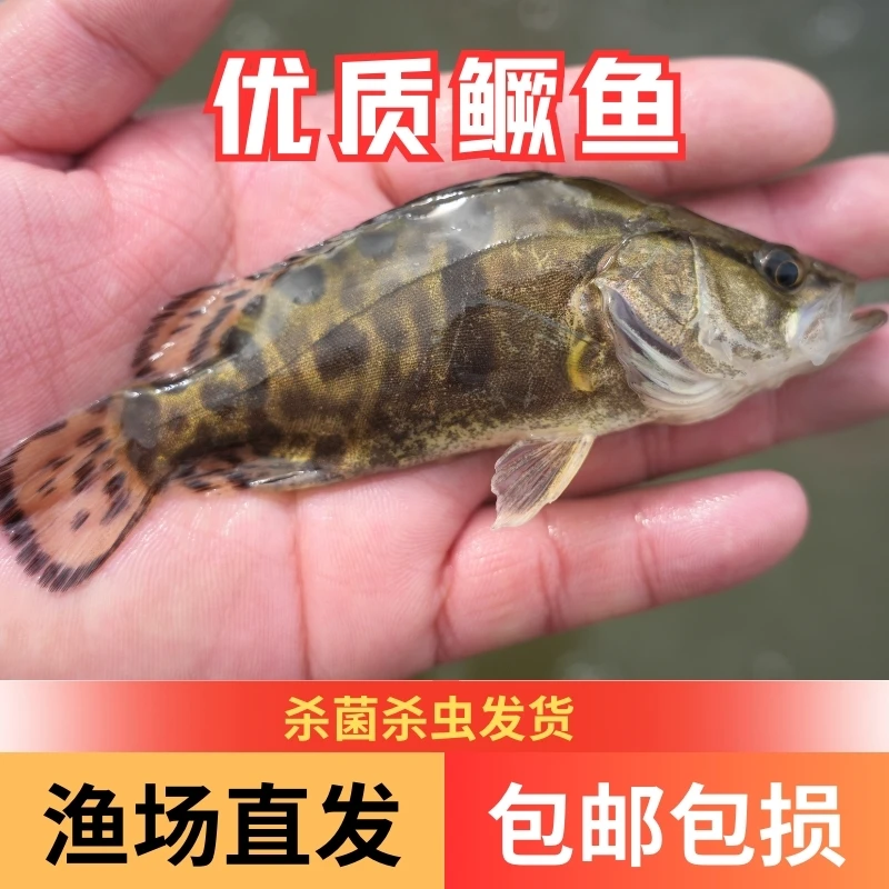 【活体】优质翘嘴鳜鱼 桂花鳜鱼 白鳜鱼 观赏鱼淡水冷水鱼 渔场直发