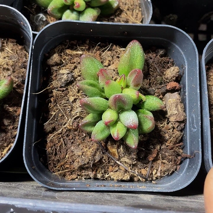 小红嘴5.8带盆土发