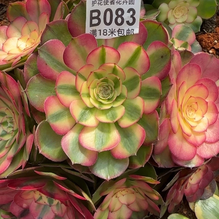 多肉法师荔枝朵朵