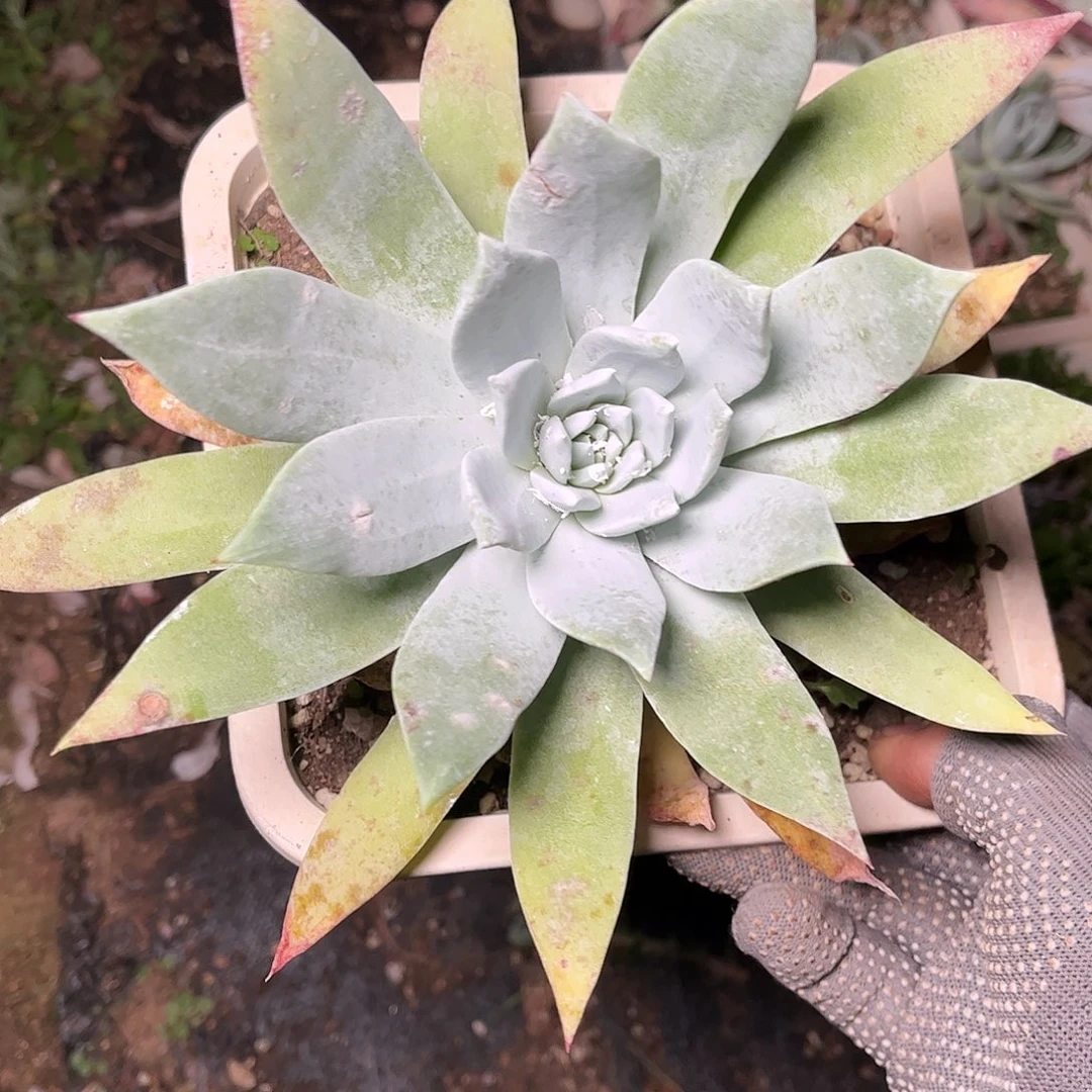 雪山两颗随机发单头