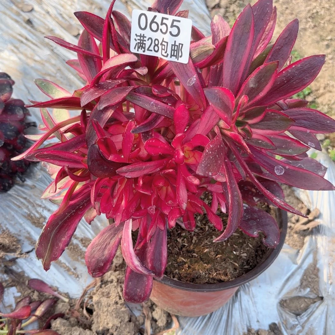 D.   0655巫毒超白多肉