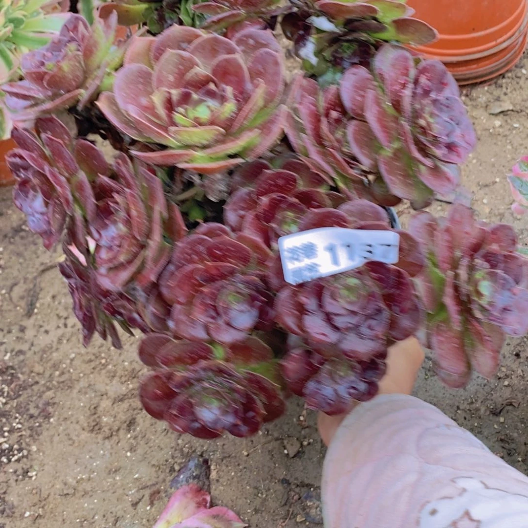 1137 号一物一拍多肉植物