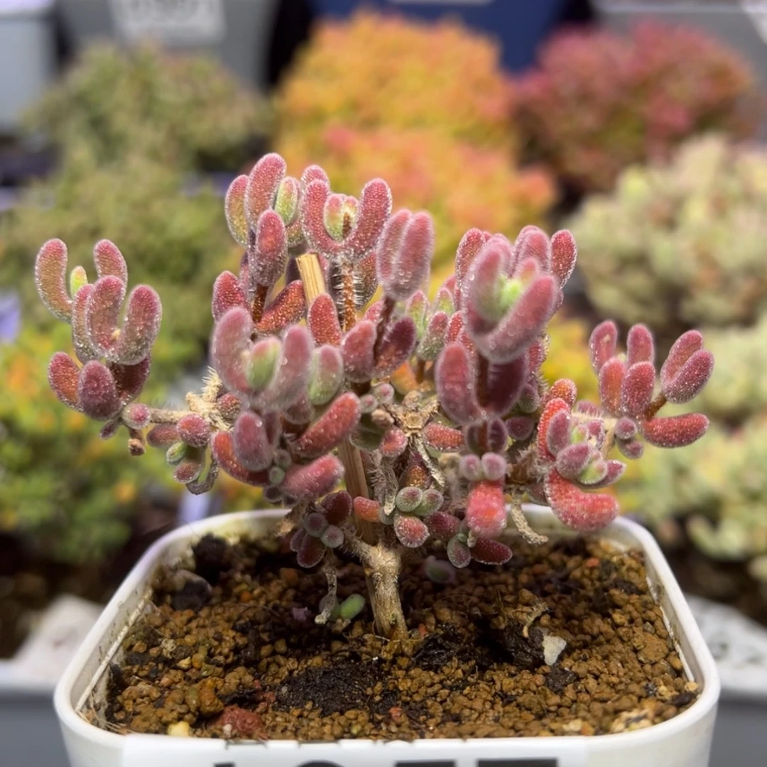 【闪购商品】不****～d957实生晶荧开播福利价