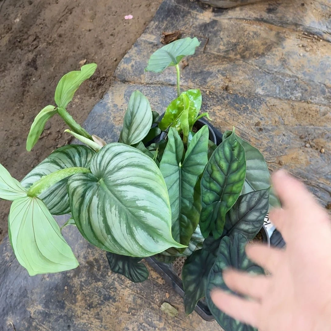 不开花植物秋海棠一物一拍套餐