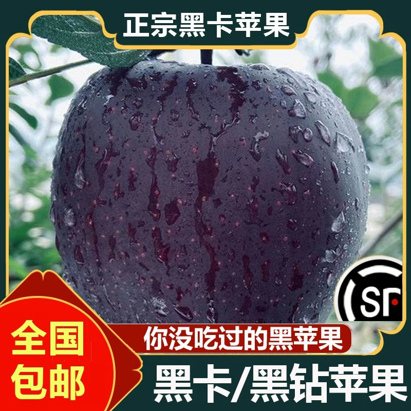 【顺丰包邮】甘肃黑钻黑卡苹果黑色纯甜苹果新鲜当季水果现摘现发
