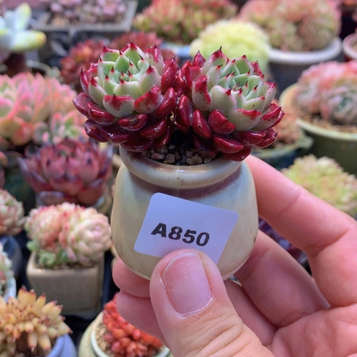 一物一拍含盆土满38包邮A850