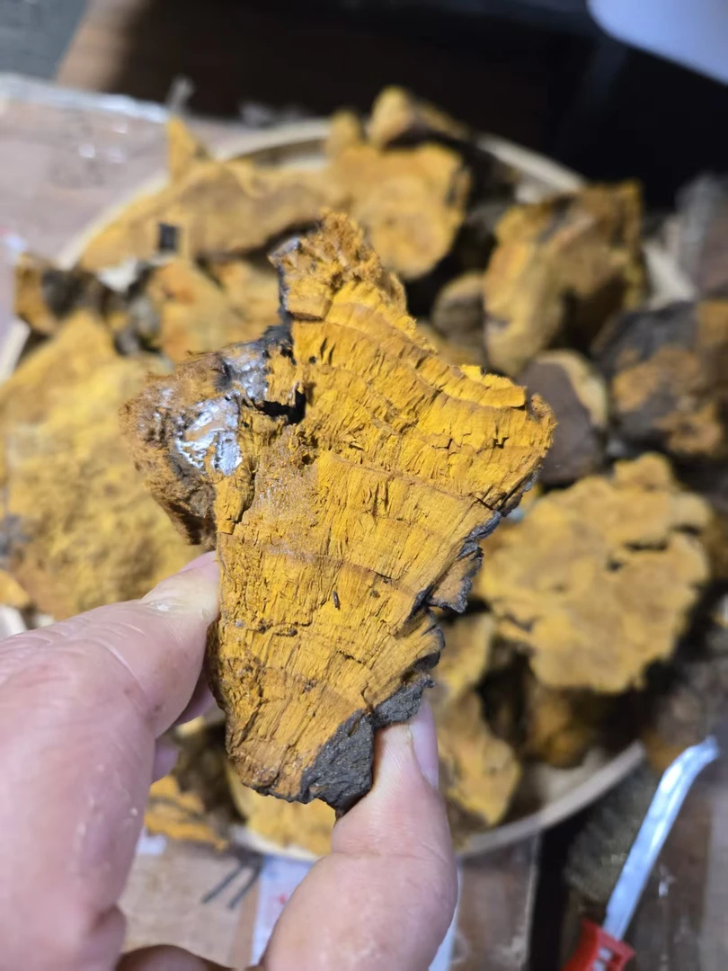 老黄新货爆肉正宗西藏桑树桑黄全菌