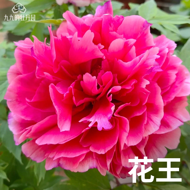 花王-重瓣大花牡丹花苗盆栽正宗洛阳牡丹大苗室内阳台庭院花卉