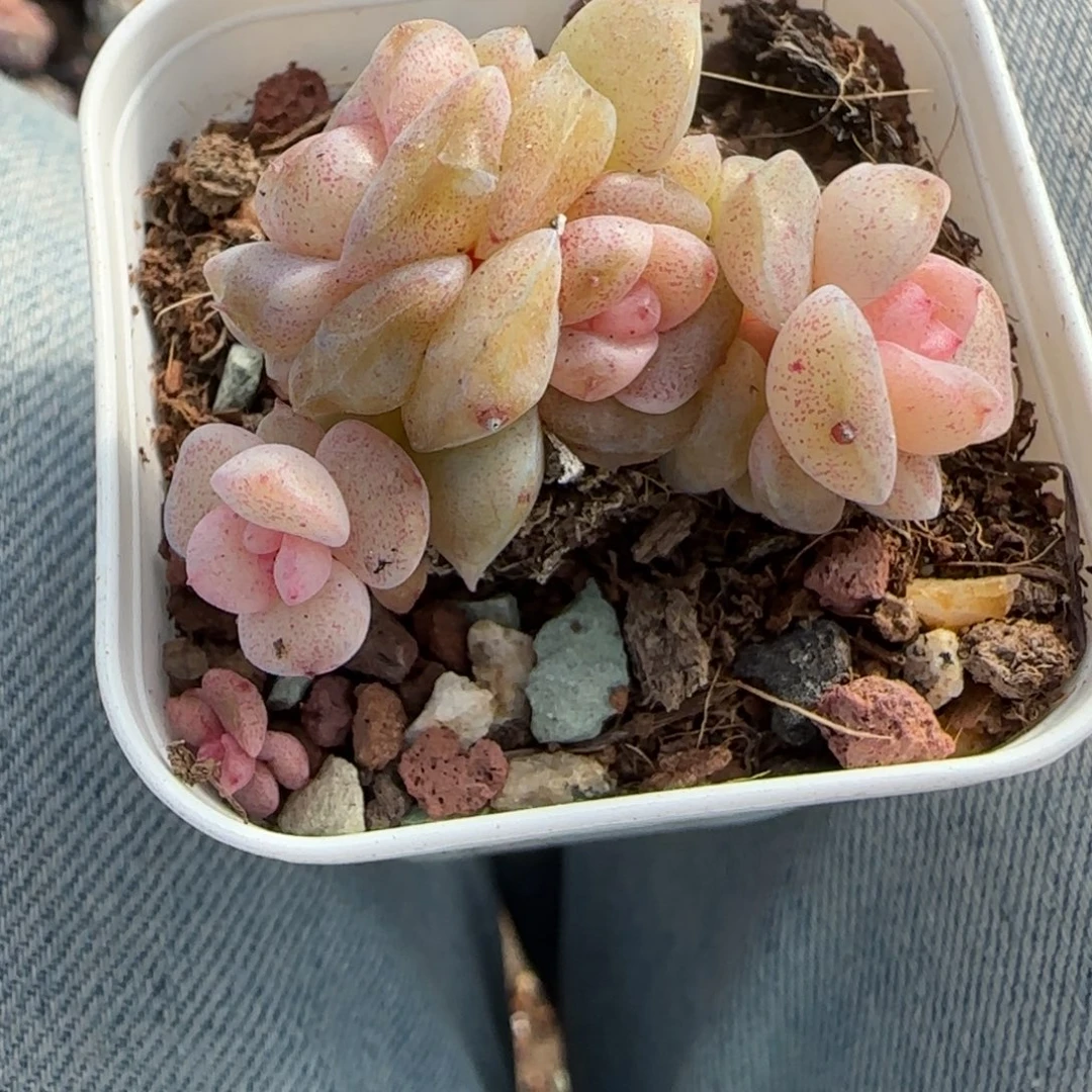 小卡拉米糖心一物一拍