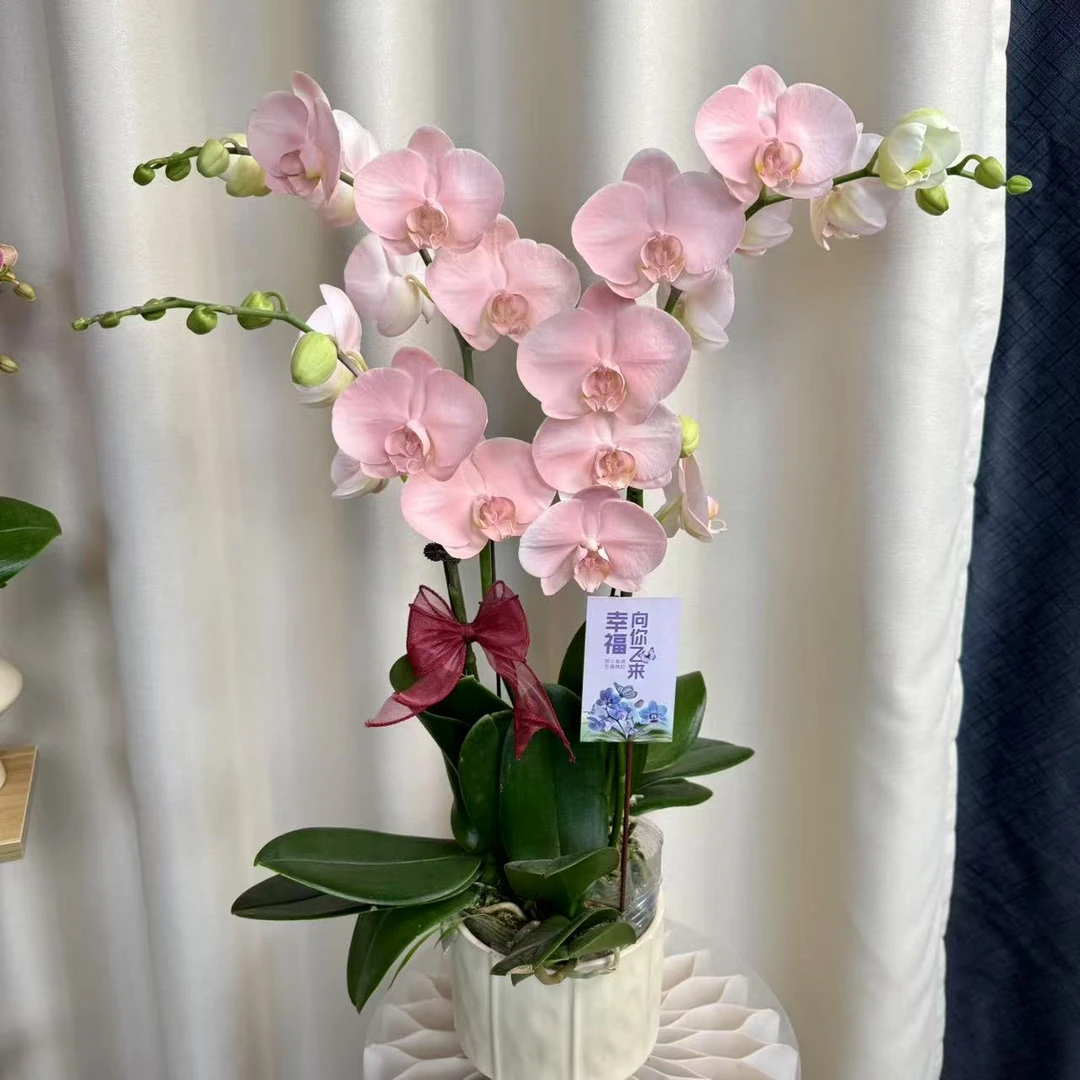 【火烈鸟】马卡龙色系蝴蝶兰 创意 好养花期长基地直发 喷色工艺
