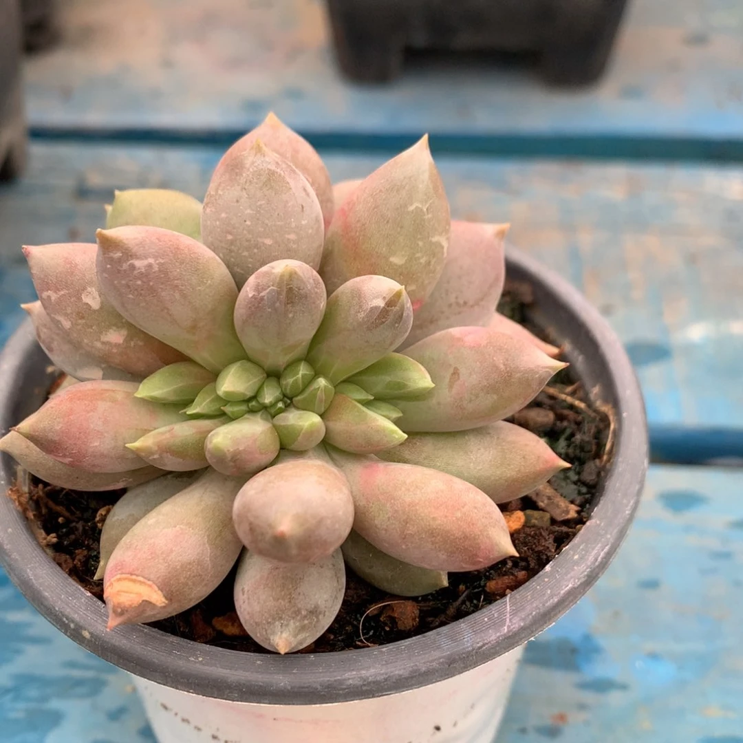 红体哥特萝莉缀化一物一拍