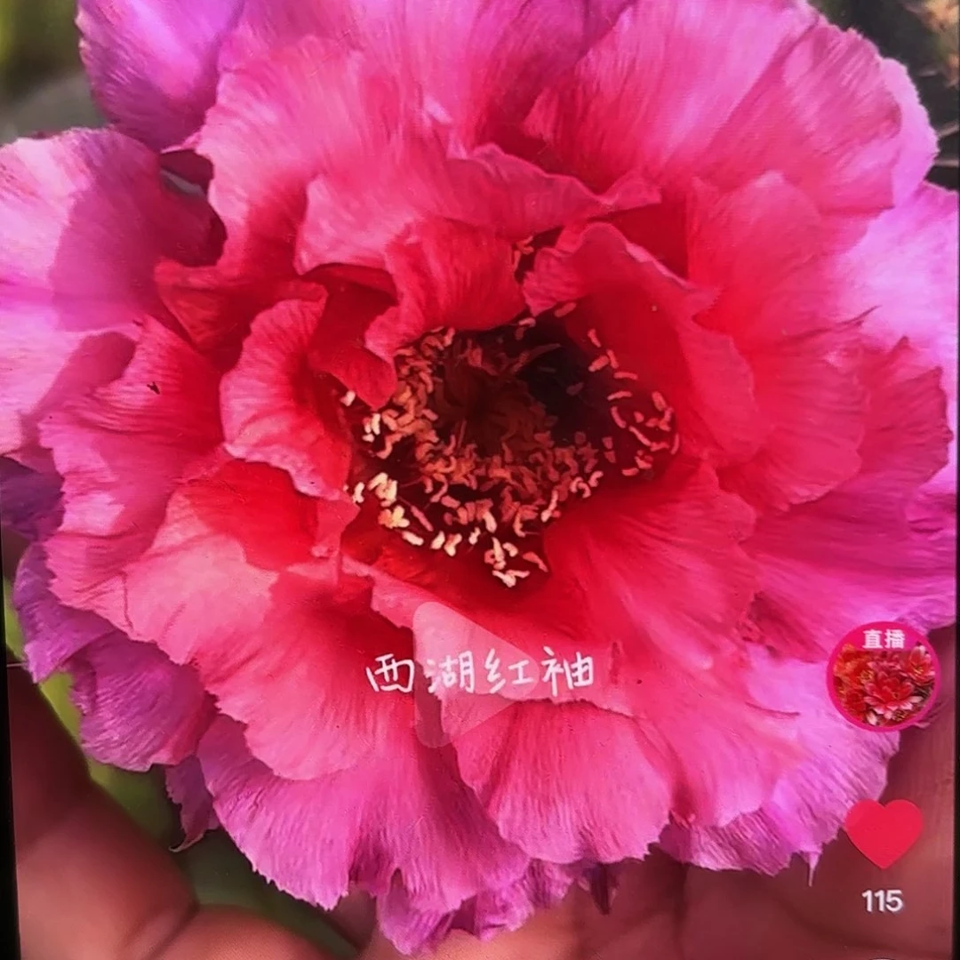红袖彩无根侧牙20包邮