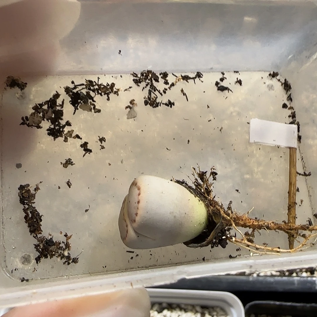 不***～11.21。c216饼干。8047