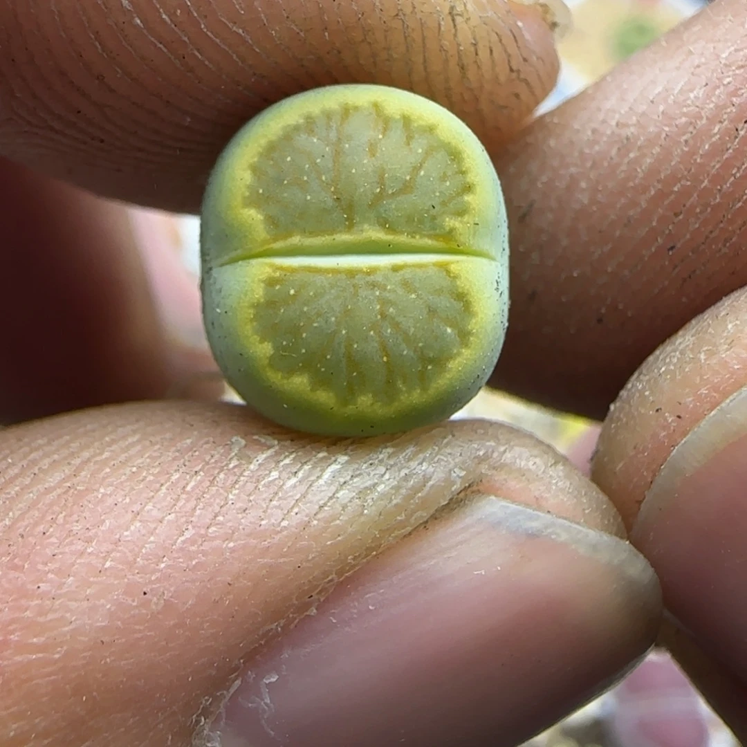 543 生石花大棚直播