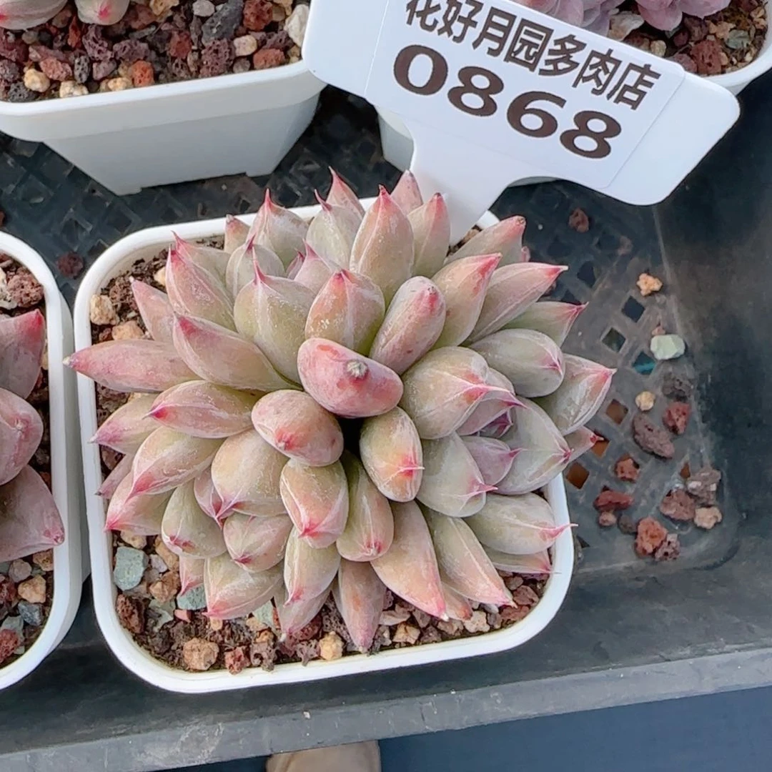 c****l多肉植物0868…………..