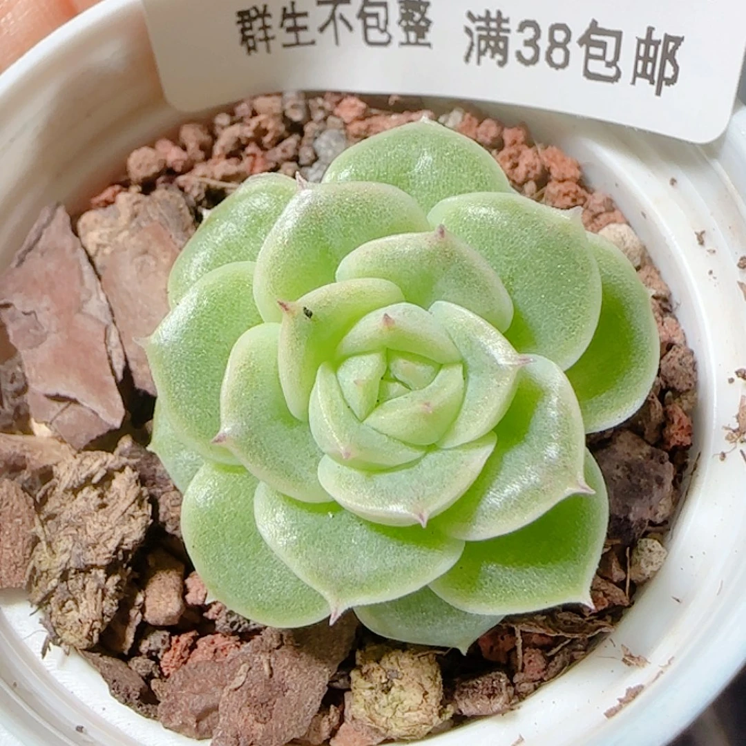 1113-291优选麦杆