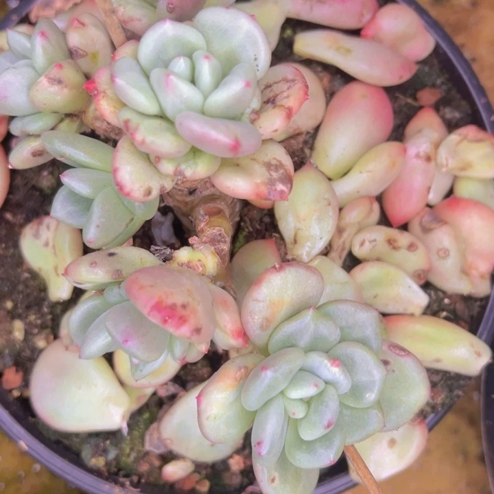 心***情15-42寄养============