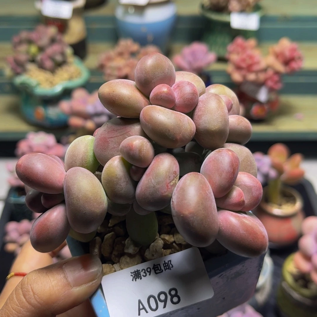 芒果奶098/9cm多肉