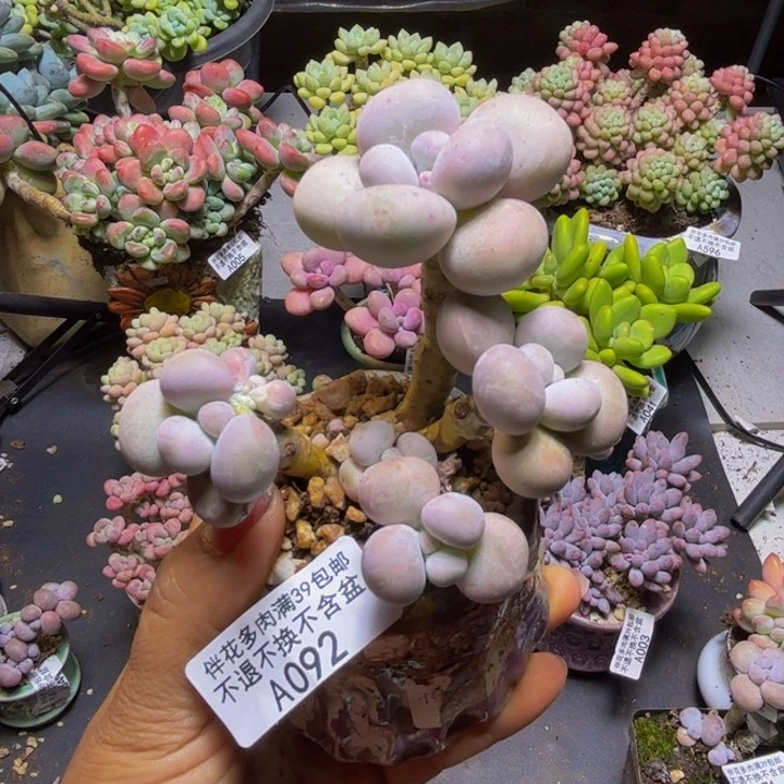 芭比奶酪092/9cm多肉