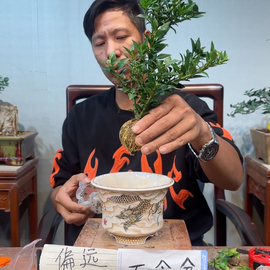 当前无花朵，栽培后可花朵坚**底