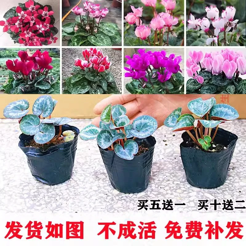 仙客来盆栽四季开花不带花苗大花重瓣仙客来花卉室内好养观花植物